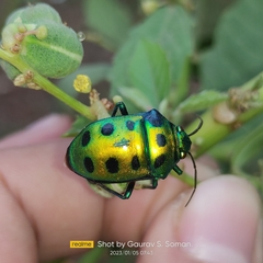 Chrysocoris
