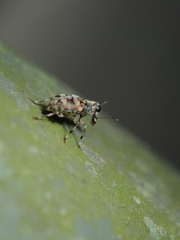 Anthribidae