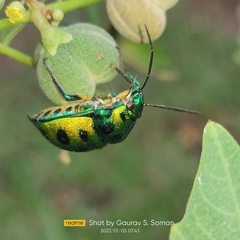 Chrysocoris