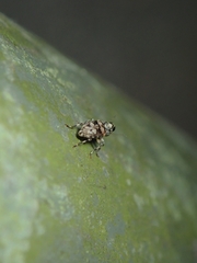 Anthribidae