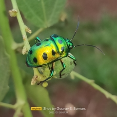 Chrysocoris