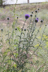Echinops ritro ruthenicus