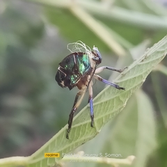 Chrysocoris