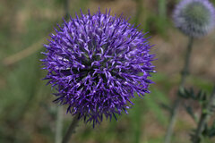Echinops ritro ruthenicus