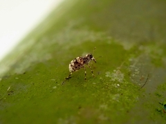 Anthribidae