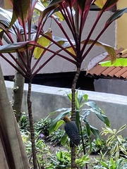 Melanerpes hoffmannii