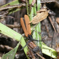 Trichalus semicostatus