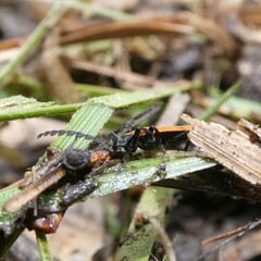Trichalus semicostatus
