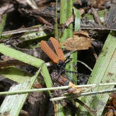 Trichalus semicostatus