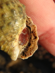 Tectus dentatus