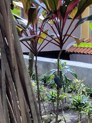 Melanerpes hoffmannii