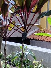 Melanerpes hoffmannii