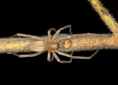 Cheiracanthium vansoni