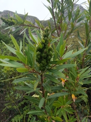 Laurophyllus capensis