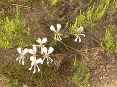 Pelargonium pinnatum