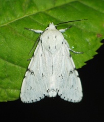 Acronicta leporina