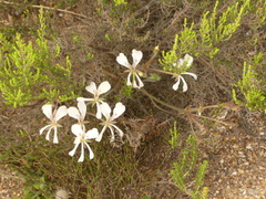 Pelargonium pinnatum