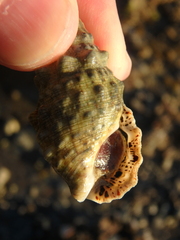 Tectus dentatus