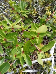 Embothrium coccineum