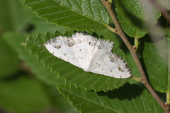 Scopula decorata