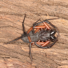 Platyoides walteri