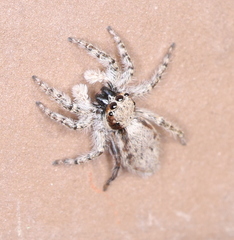 Menemerus taeniatus