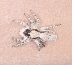 Menemerus taeniatus