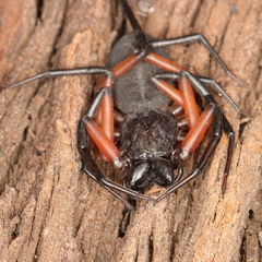 Platyoides walteri