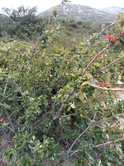 Embothrium coccineum