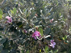 Rhodomyrtus tomentosa