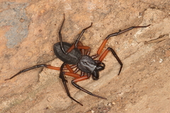 Platyoides walteri