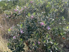 Rhodomyrtus tomentosa
