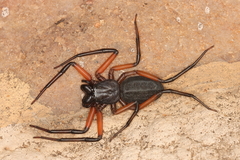 Platyoides walteri