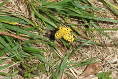 Pseudopanthera macularia