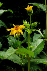 Silphium perfoliatum