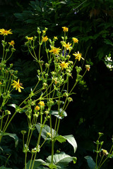 Silphium perfoliatum