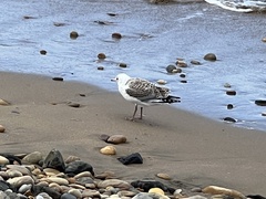 Chroicocephalus novaehollandiae novaehollandiae