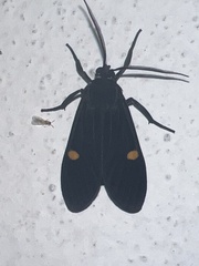 Aclytia