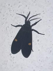 Aclytia
