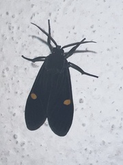 Aclytia