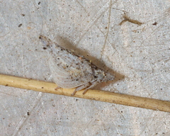 Flatidae