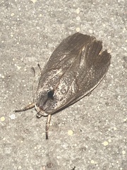Timocratica meridionalis