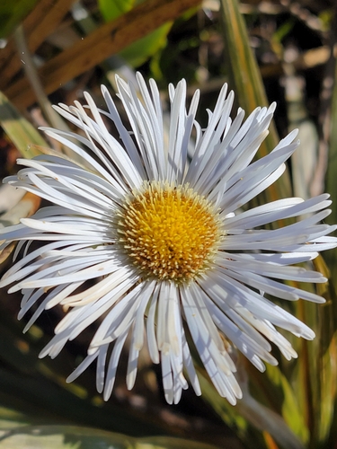Image of Celmisia coriacea by no rights reserved