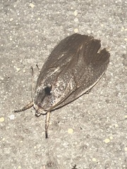 Timocratica meridionalis