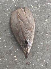 Timocratica meridionalis