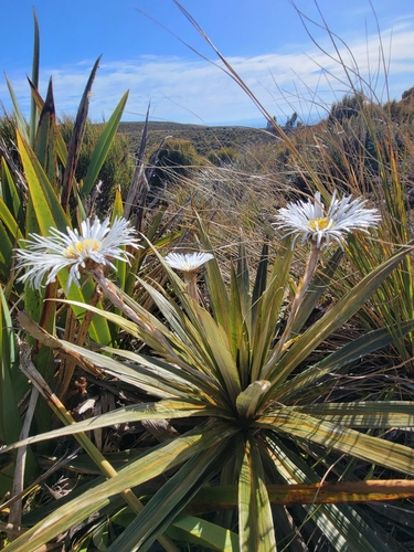Image of Celmisia coriacea by no rights reserved