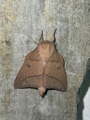 Adeloneivaia