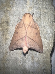 Adeloneivaia