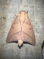 Adeloneivaia