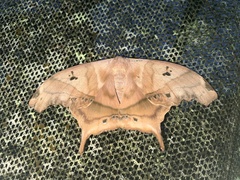 Titaea tamerlan tamerlan